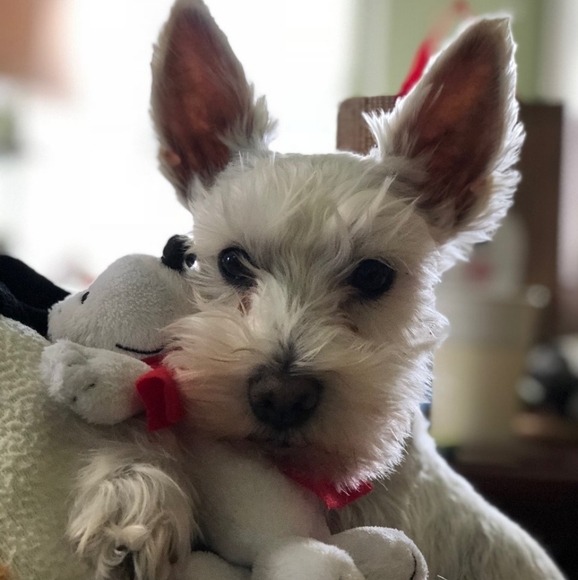 Honest Buyer and Seller 💞 - Picture 7 of 11